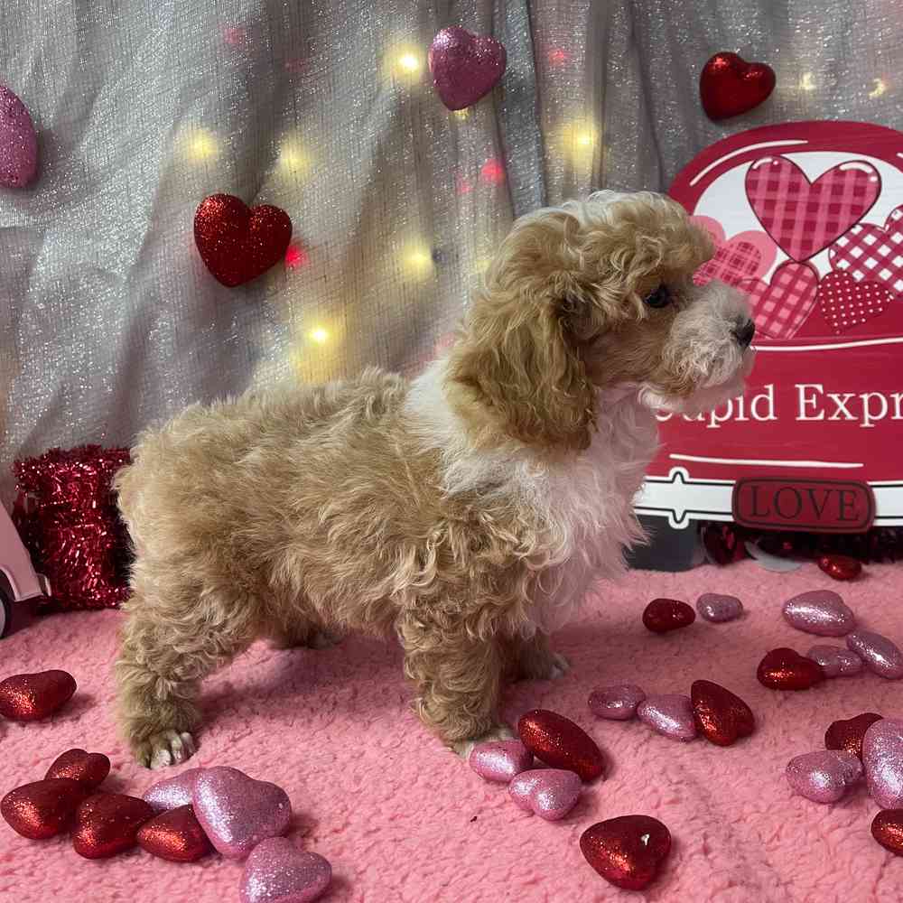 carousel pet images