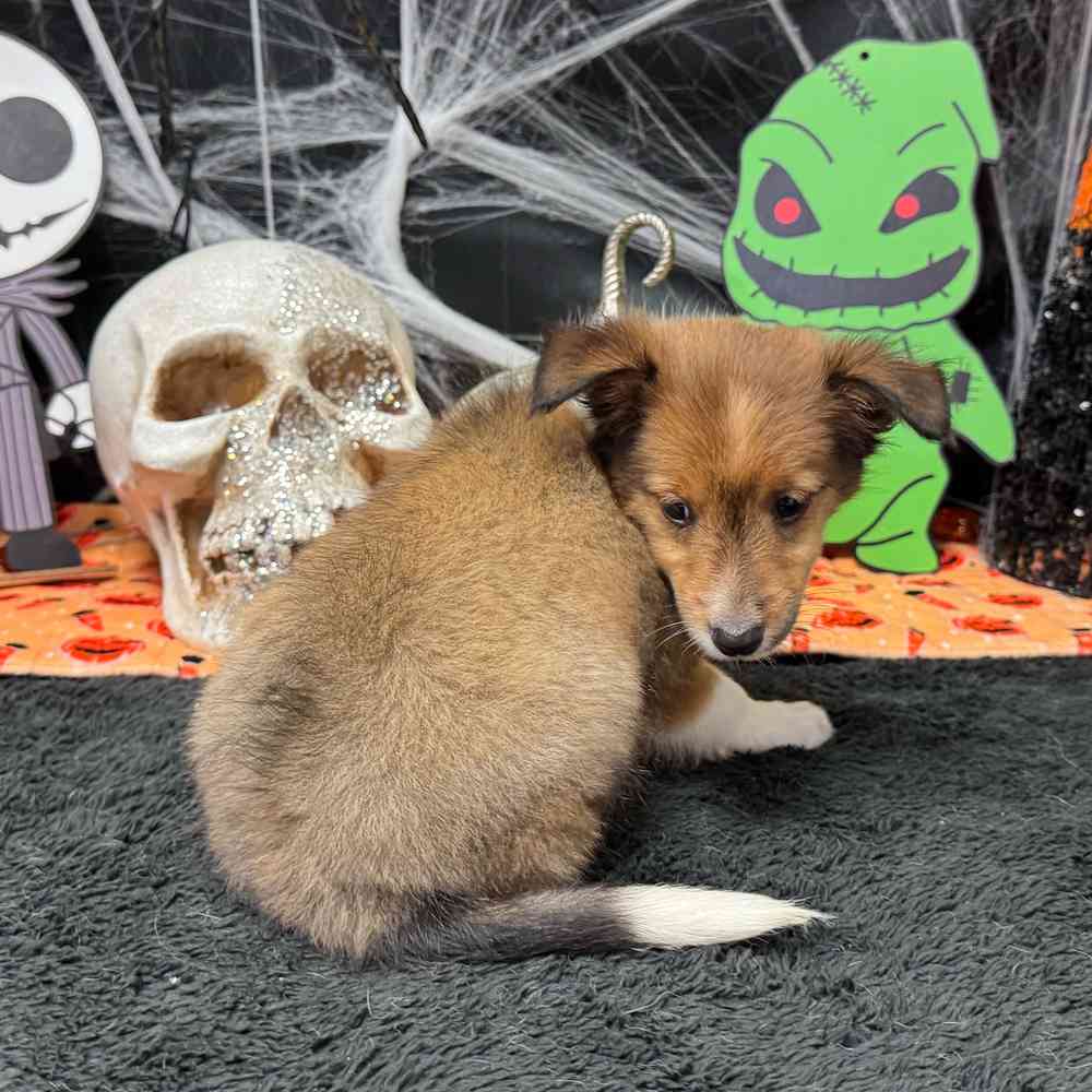 carousel pet images