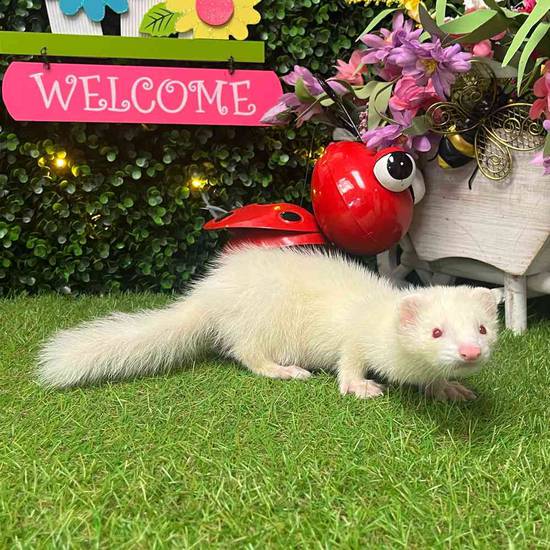 Ferret