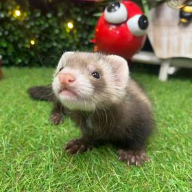 Ferret