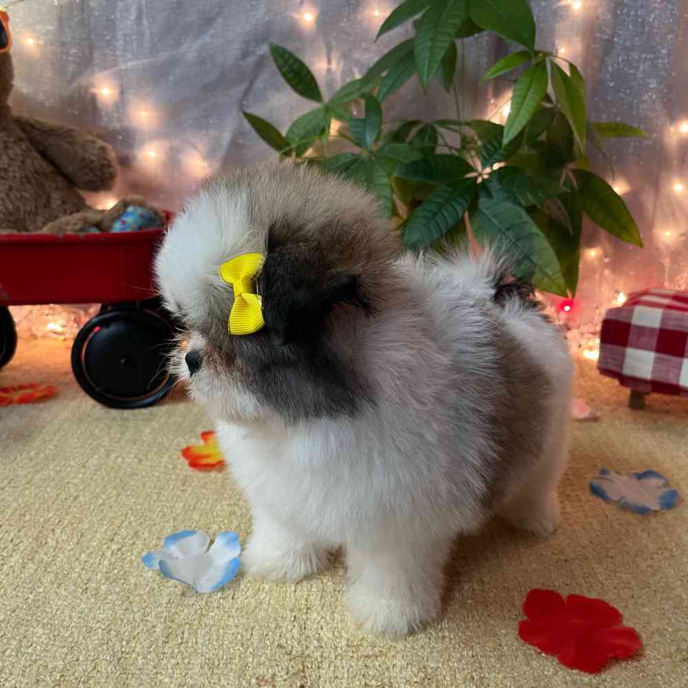 carousel pet images