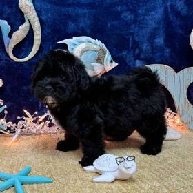 Mini Bernedoodle