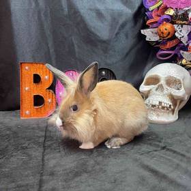 Rabbit
