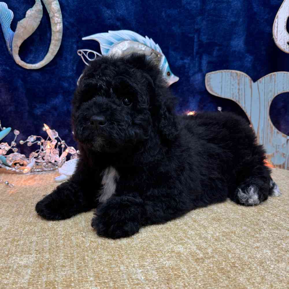 carousel pet images
