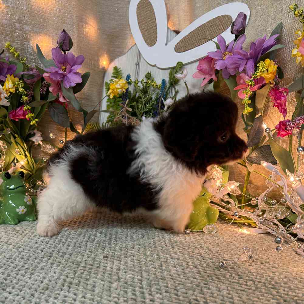 carousel pet images