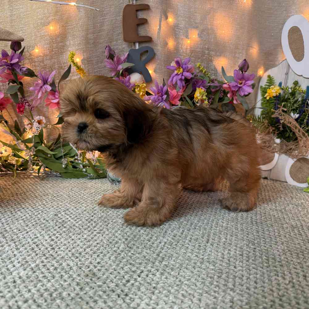 carousel pet images