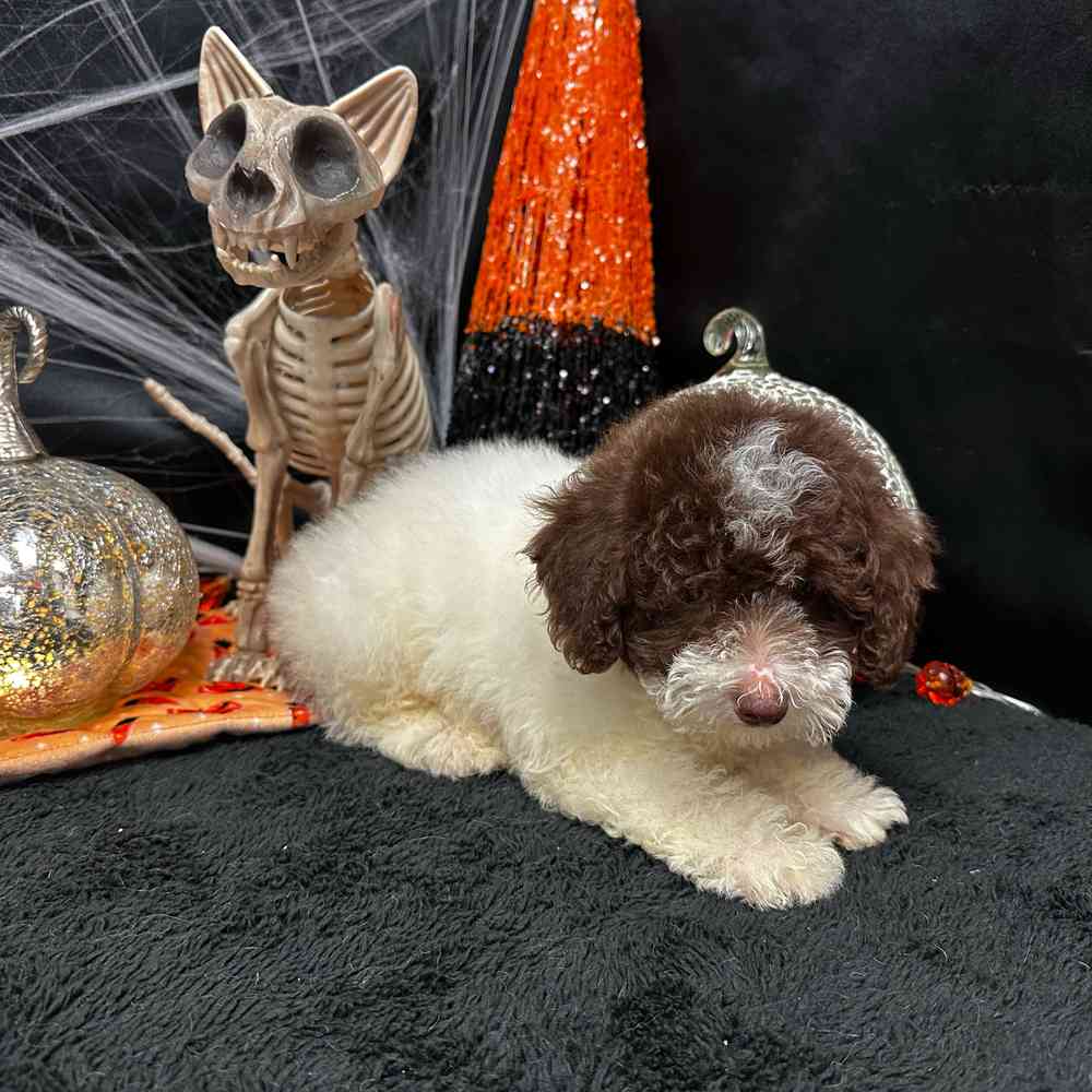 carousel pet images