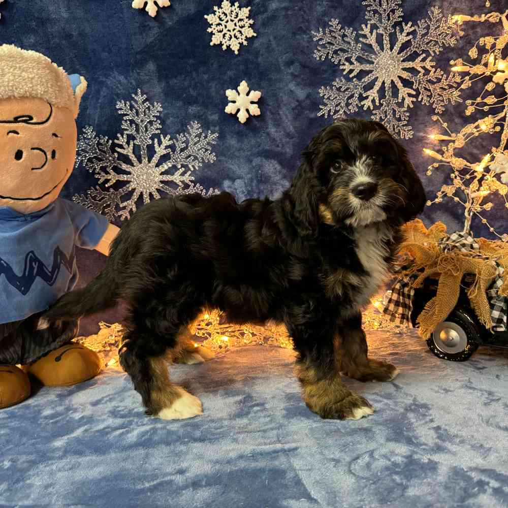 carousel pet images