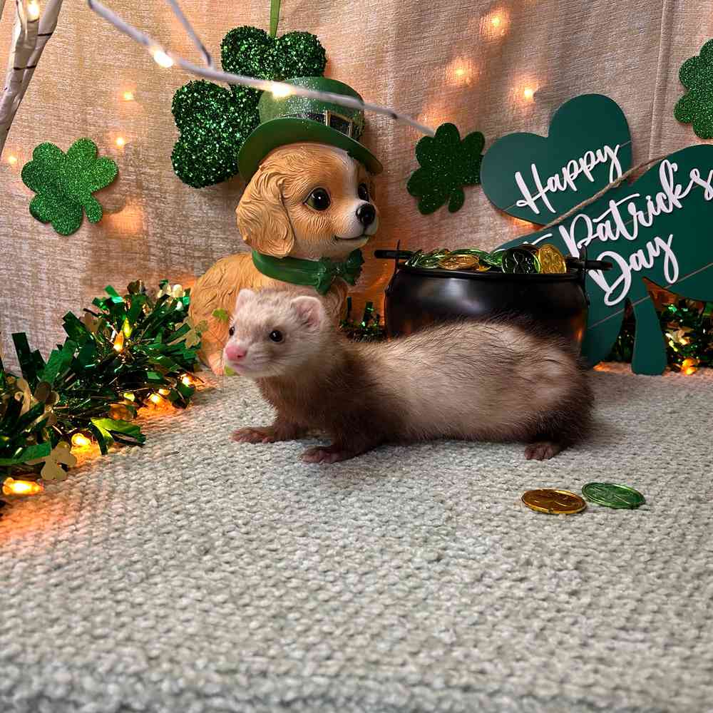 carousel pet images
