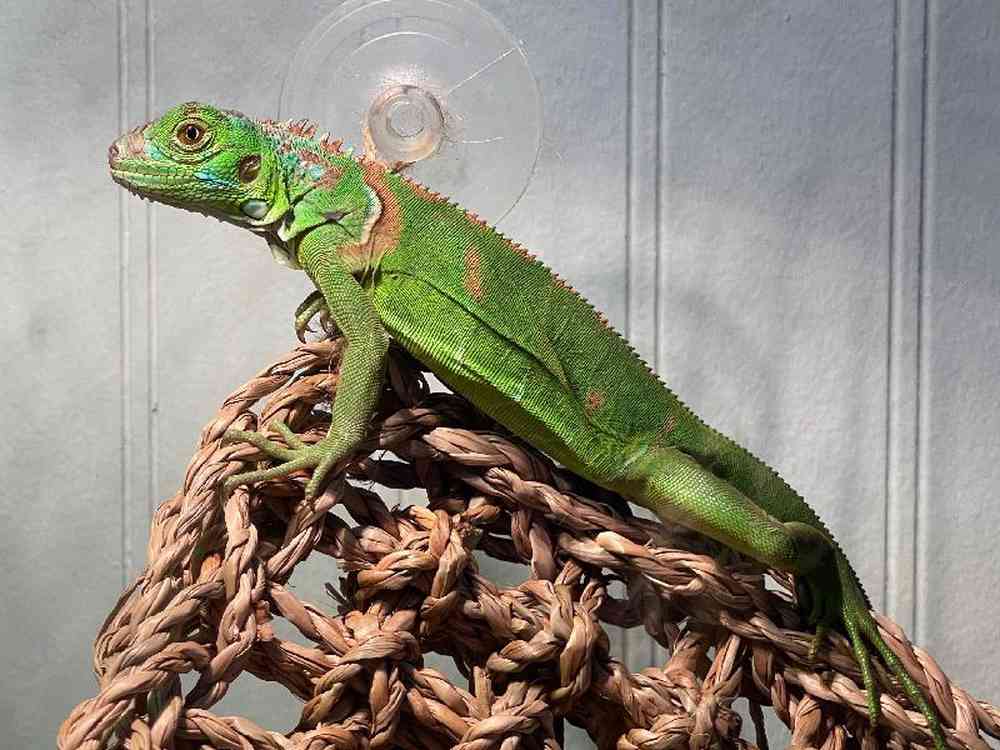 Juvenile Iguana for Sale in Stafford, VA