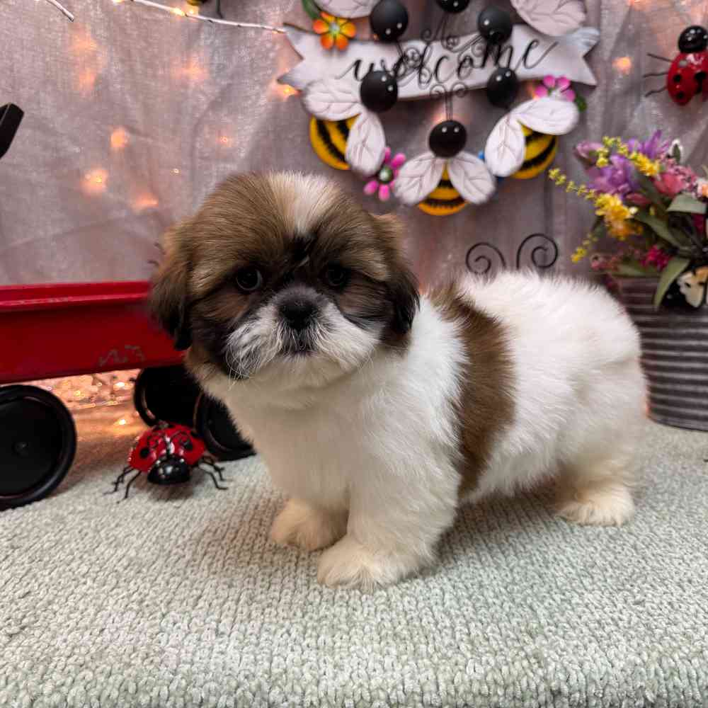 Image of a pet breed in the gallery