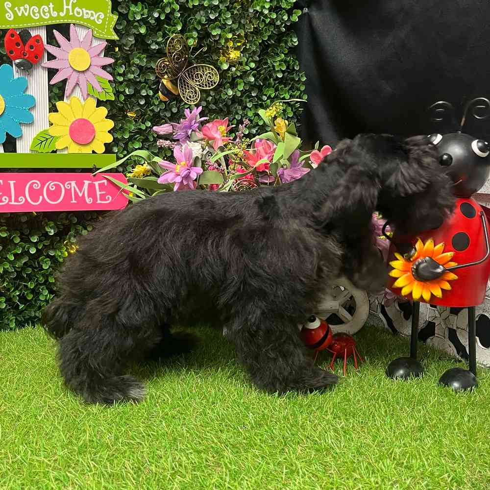 carousel pet images
