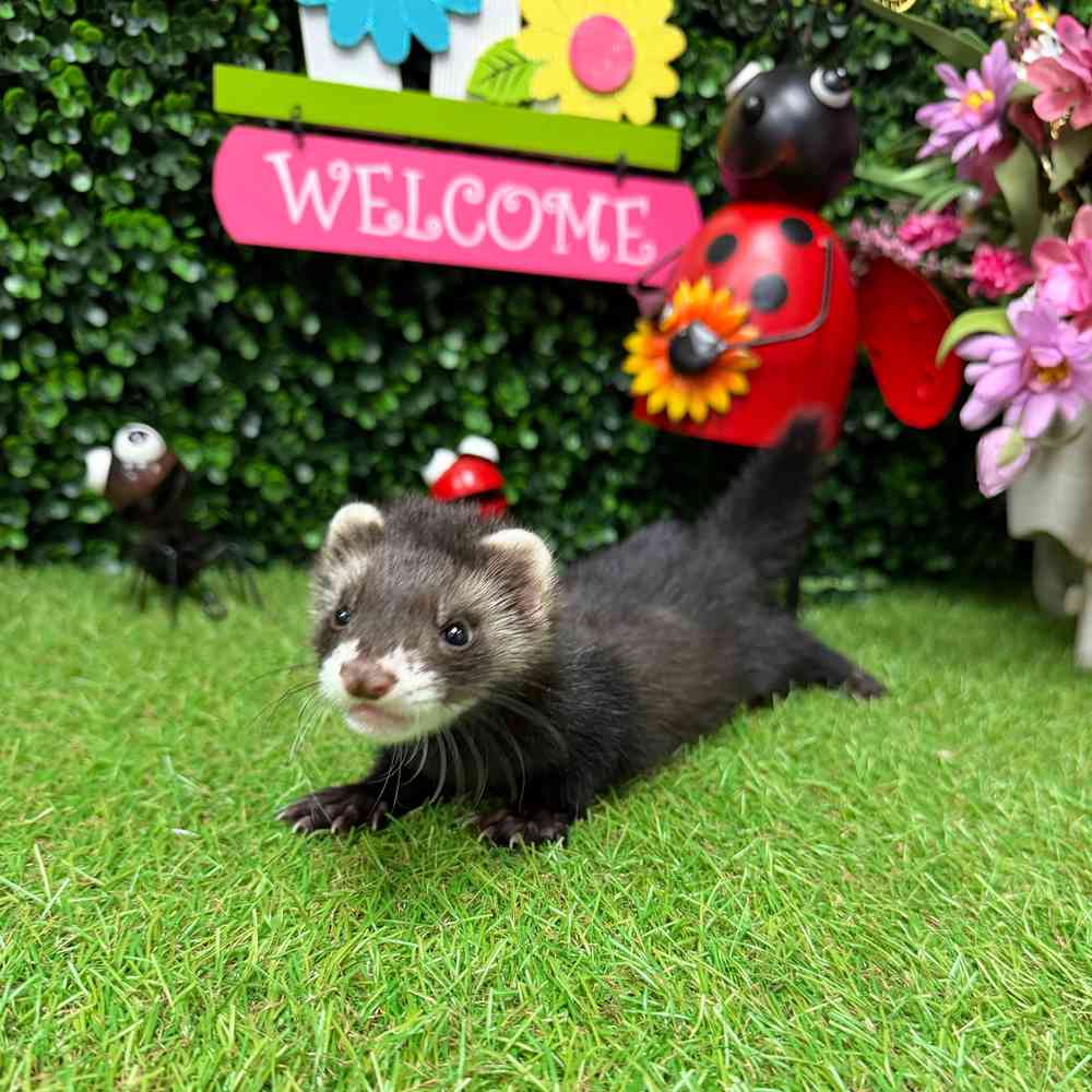 carousel pet images