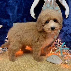 Cockapoo