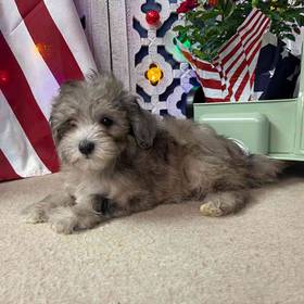 Maltipoo