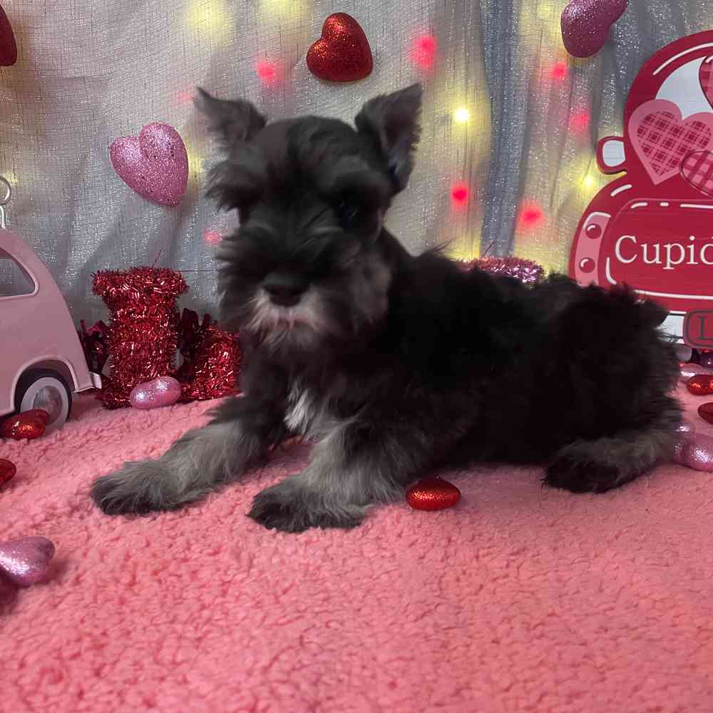 carousel pet images
