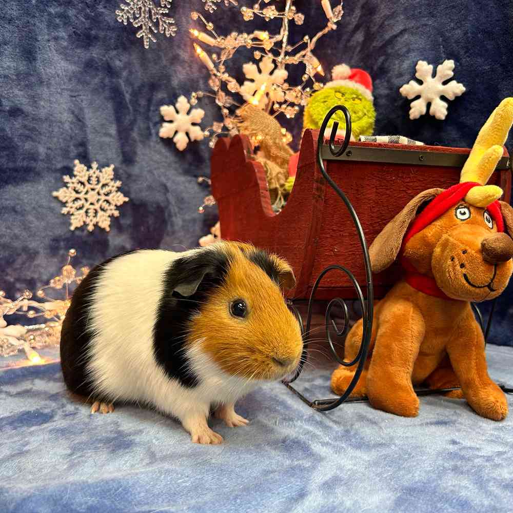carousel pet images