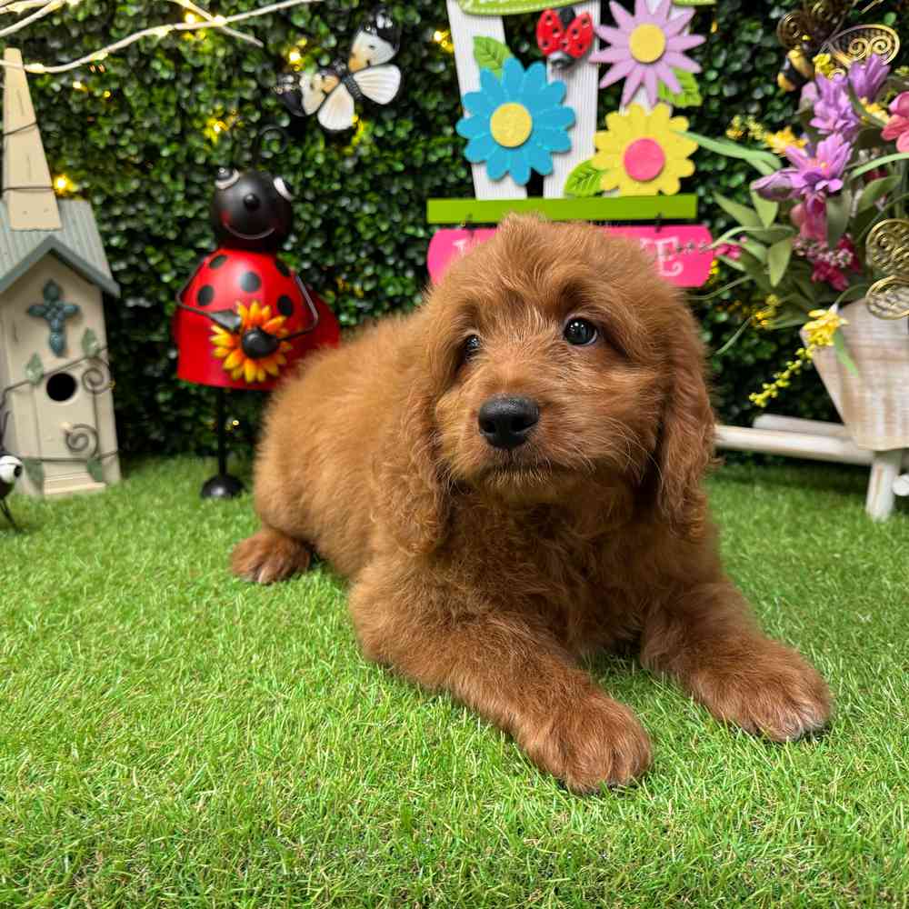 carousel pet images