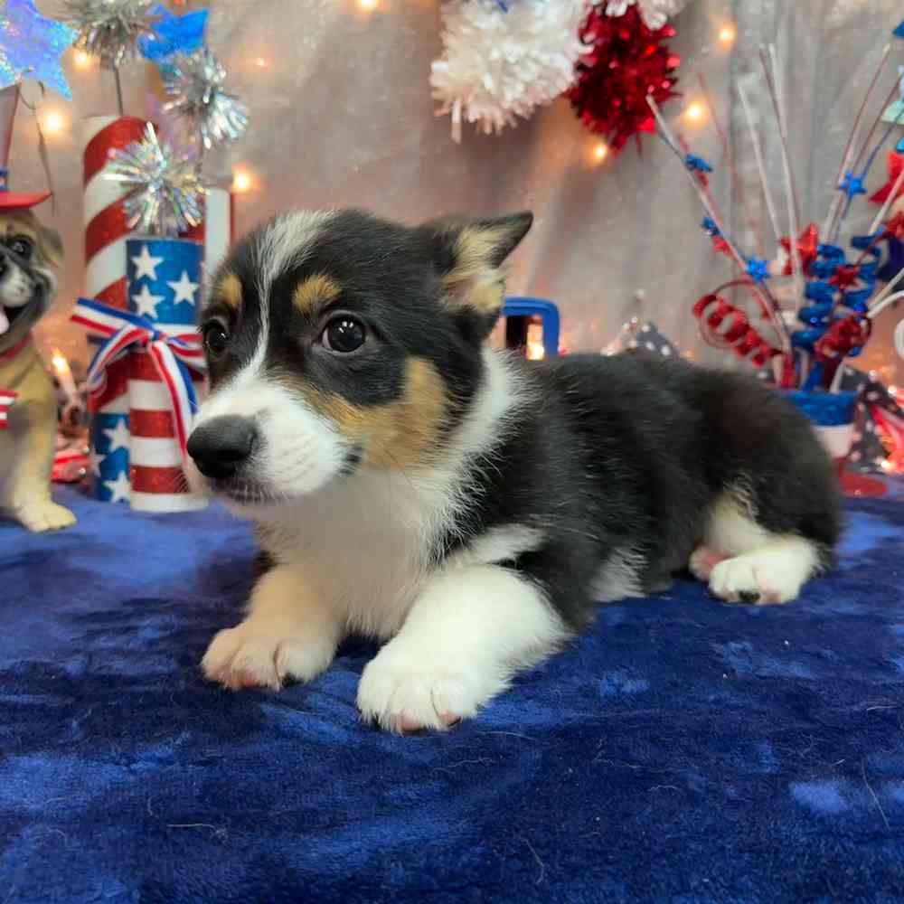 carousel pet images