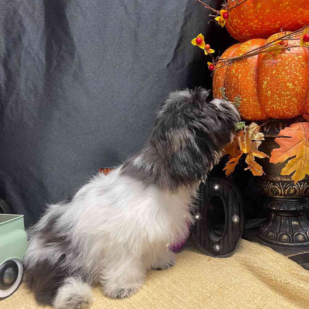 carousel pet images