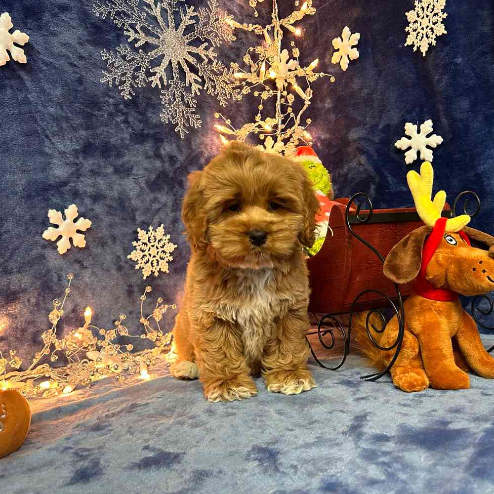 carousel pet images