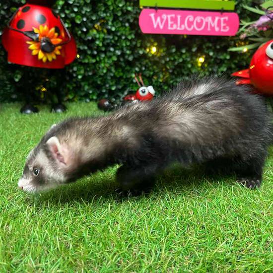 Ferret