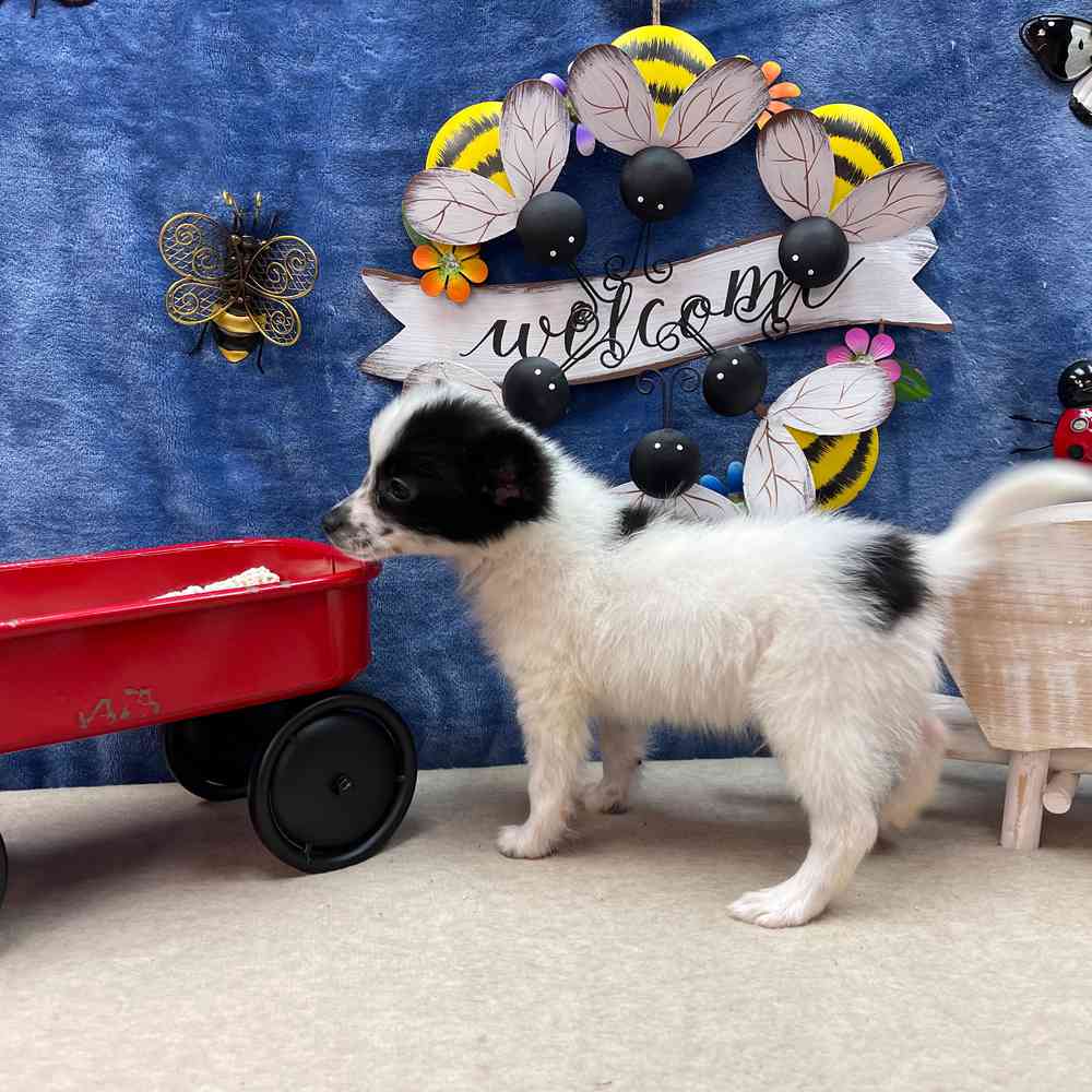 carousel pet images