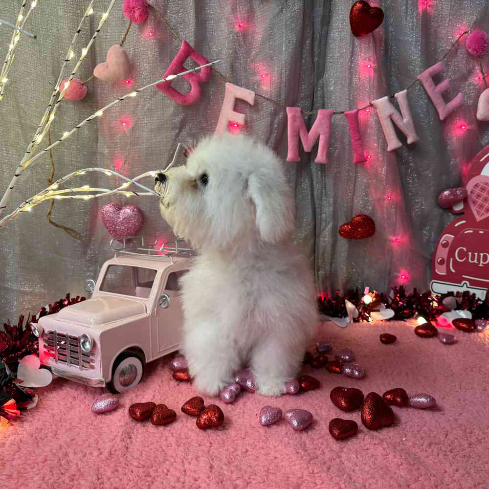 carousel pet images