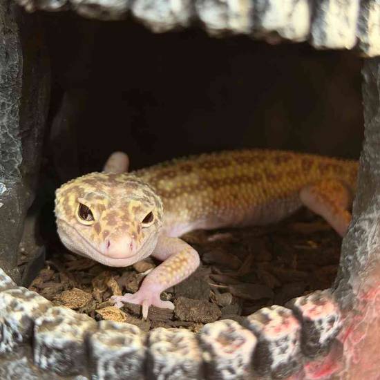 Leopard Gecko