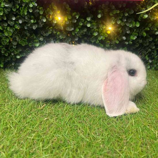 Holland Lop