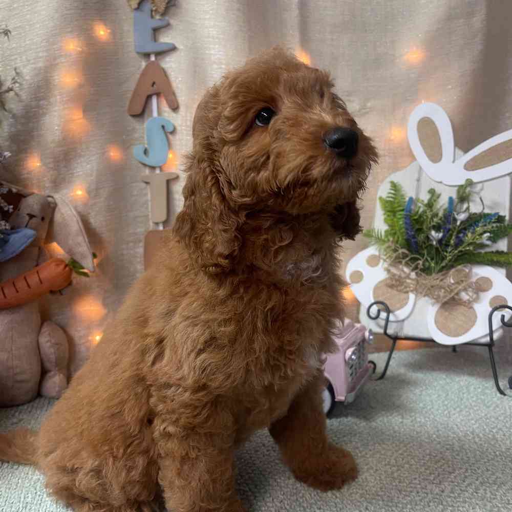 carousel pet images