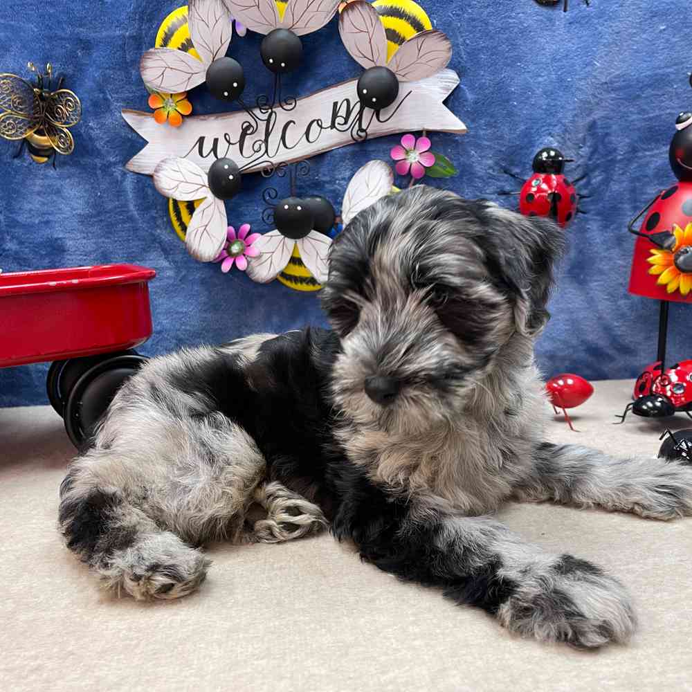 carousel pet images
