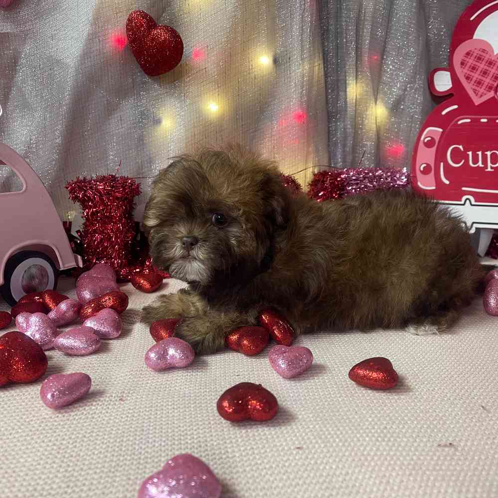 carousel pet images