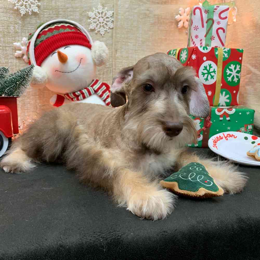 carousel pet images