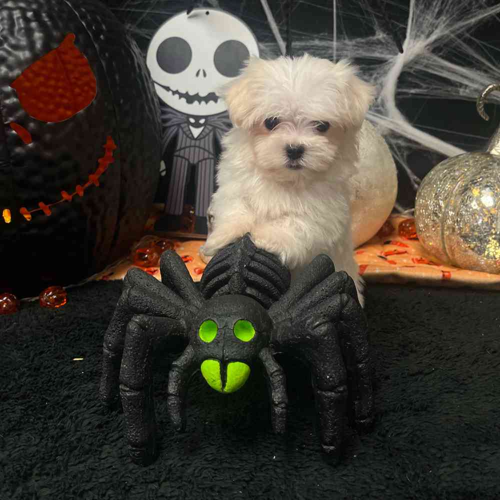 carousel pet images