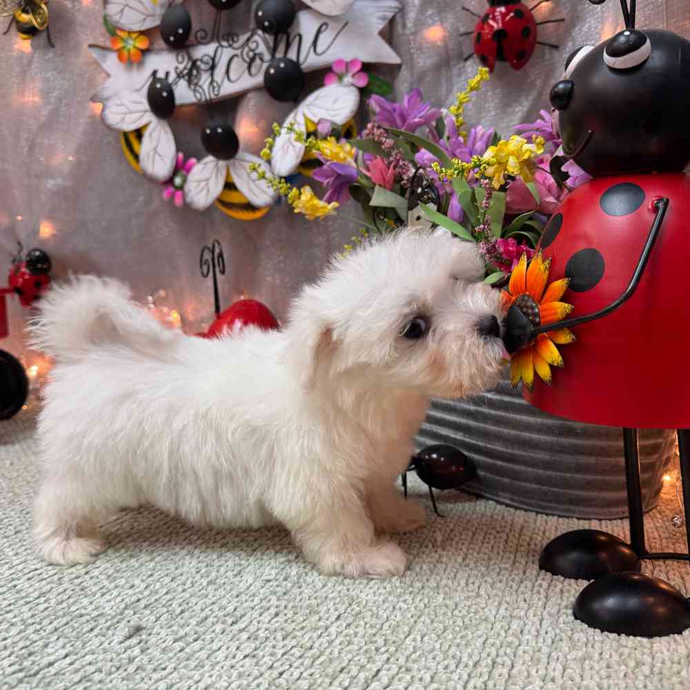 carousel pet images