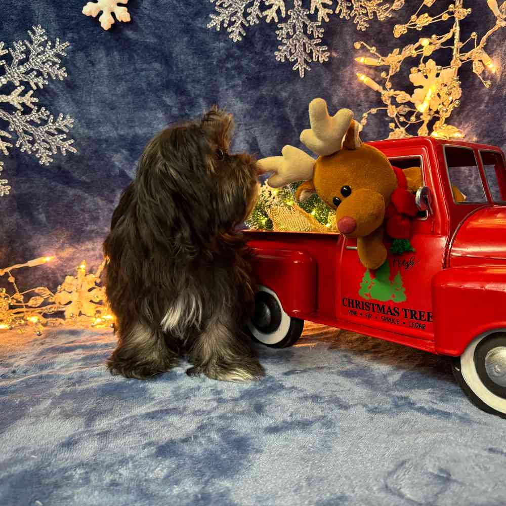 carousel pet images