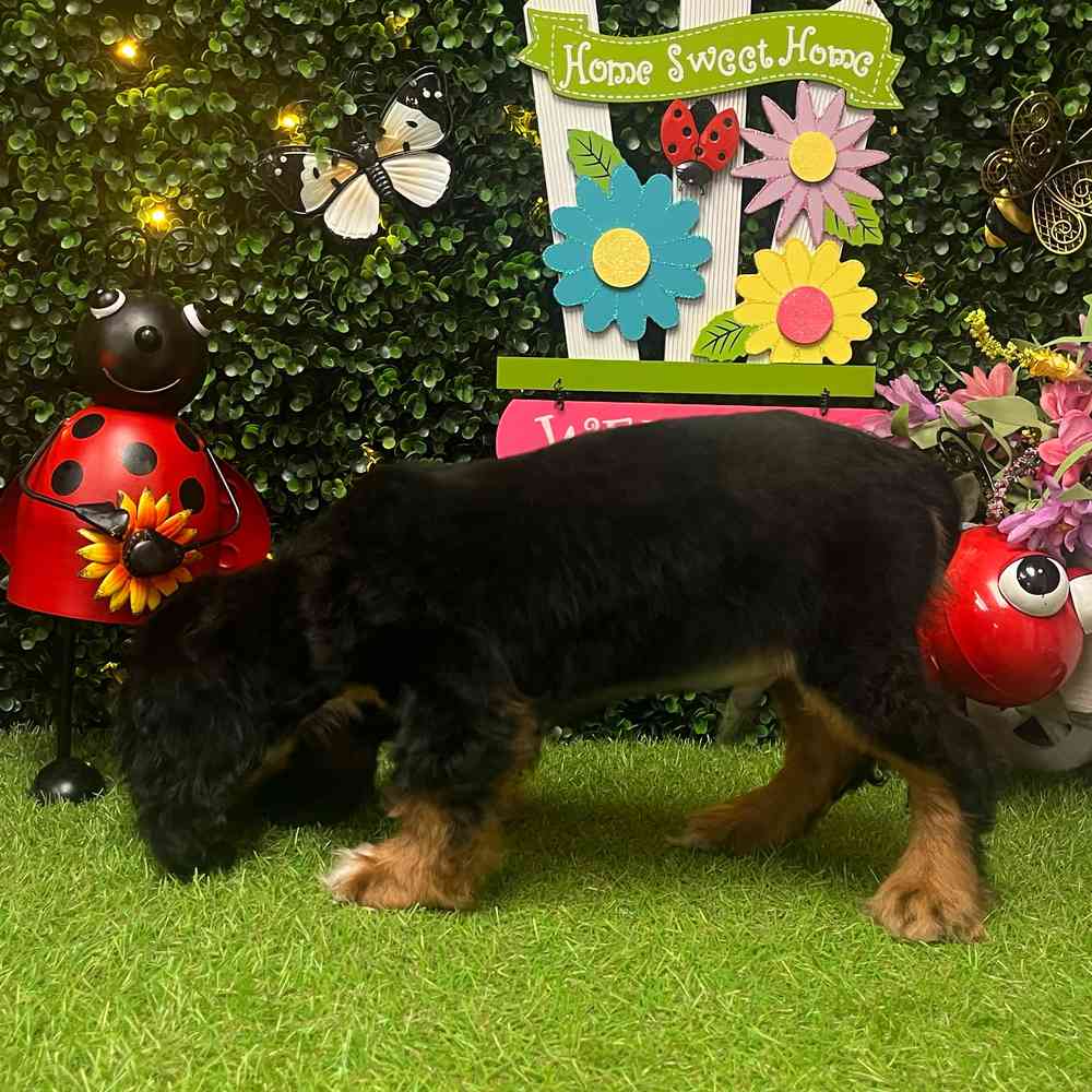 carousel pet images