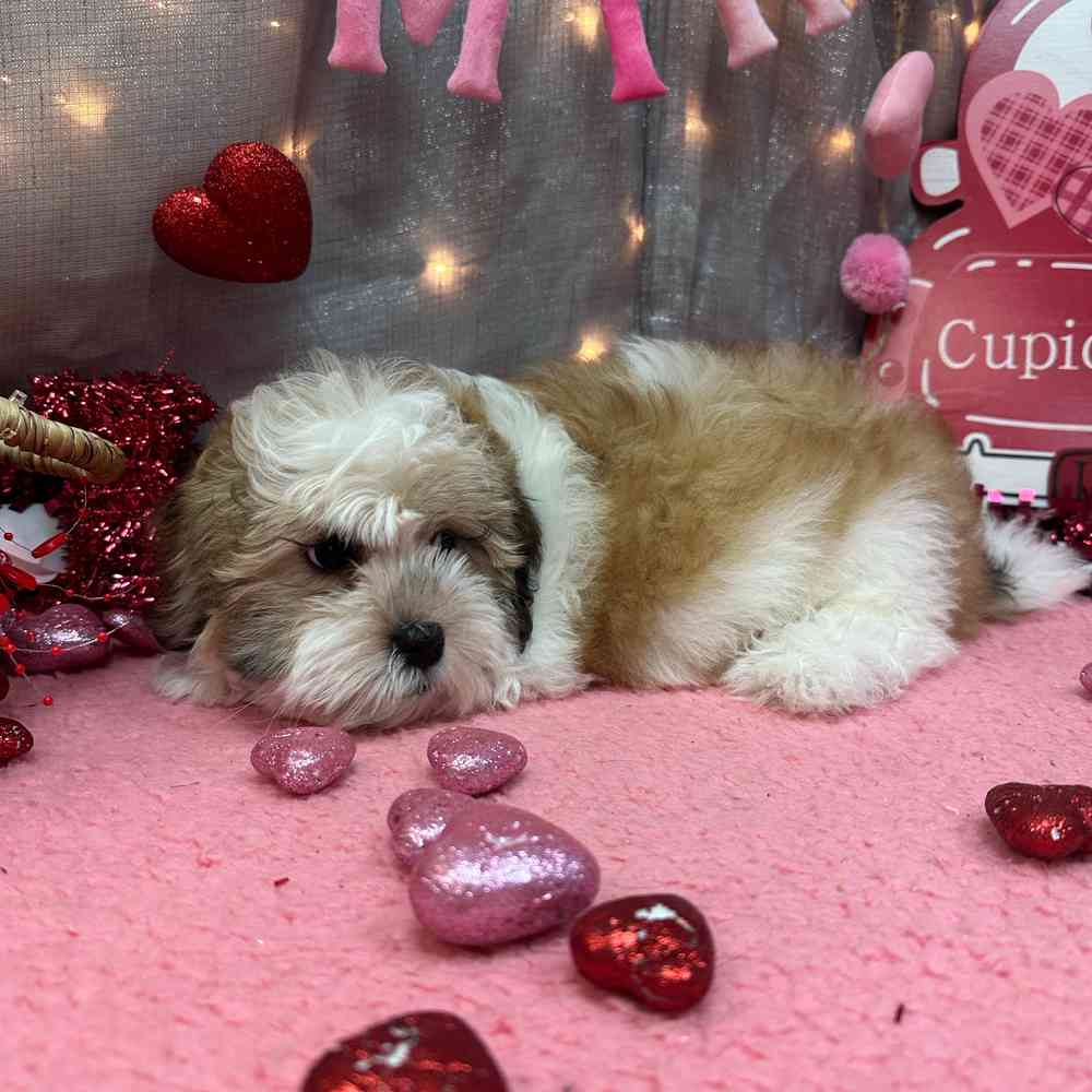 carousel pet images