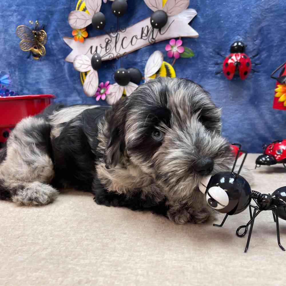 carousel pet images