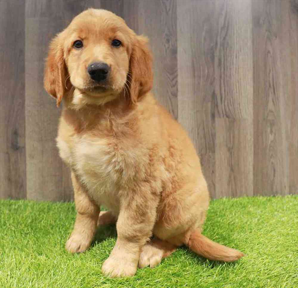 Image of a pet breed in the gallery