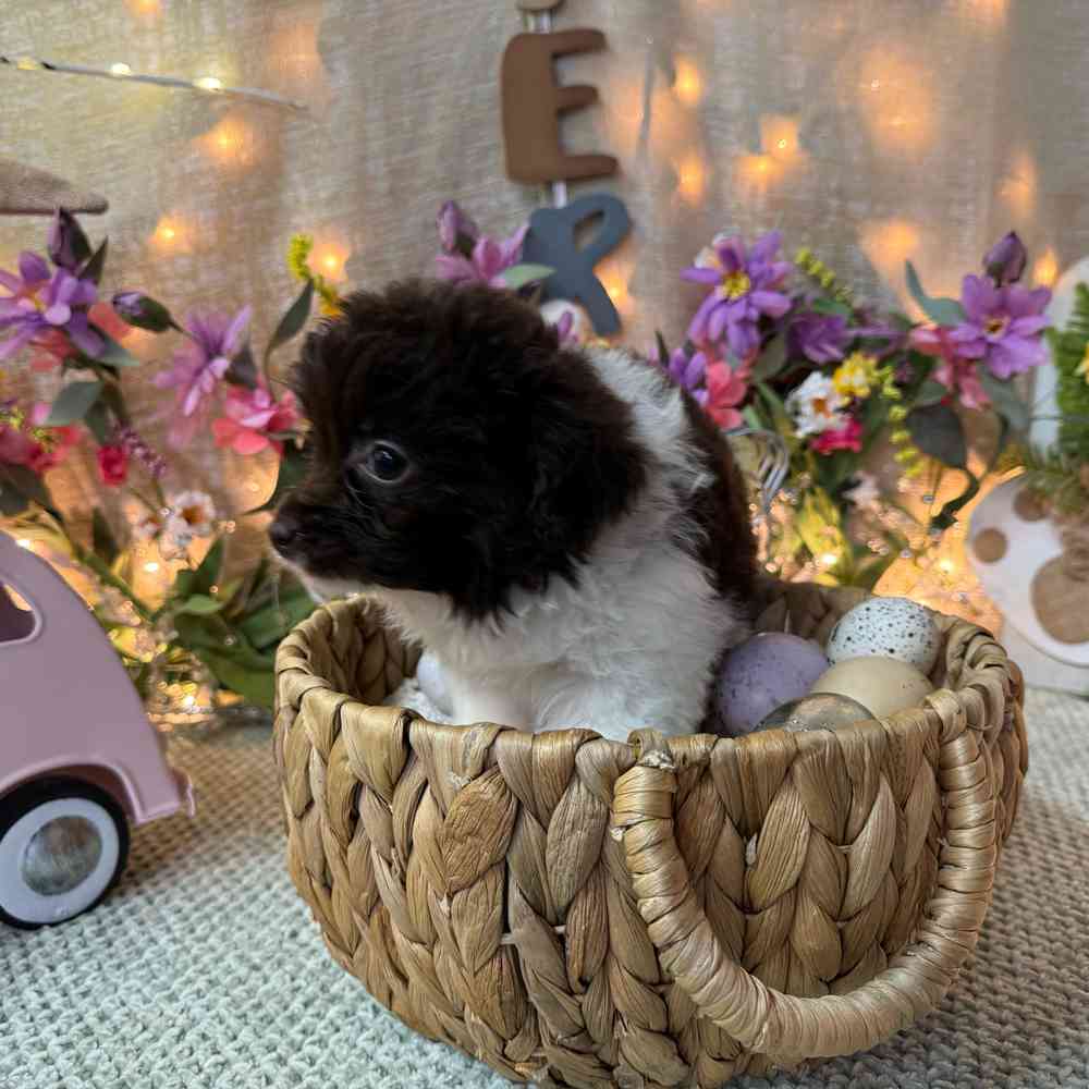 carousel pet images