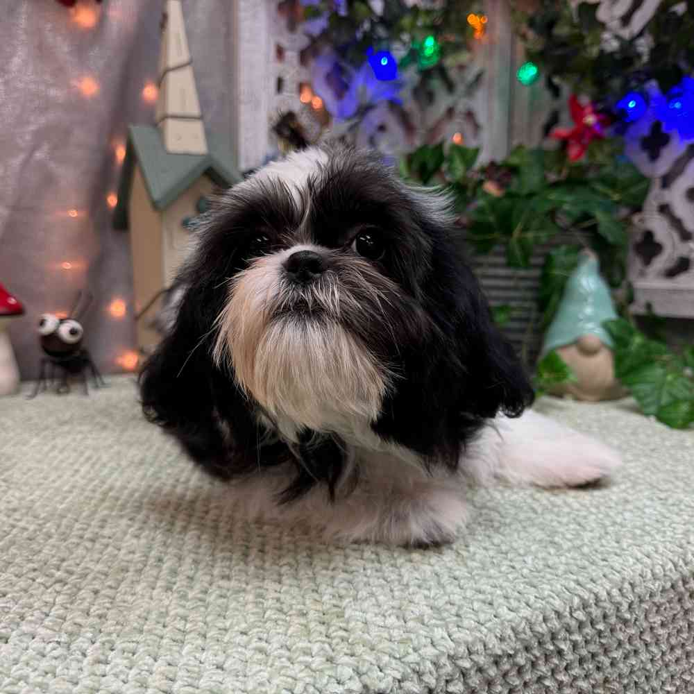 carousel pet images