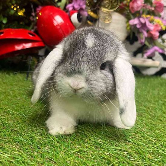 Holland Lop