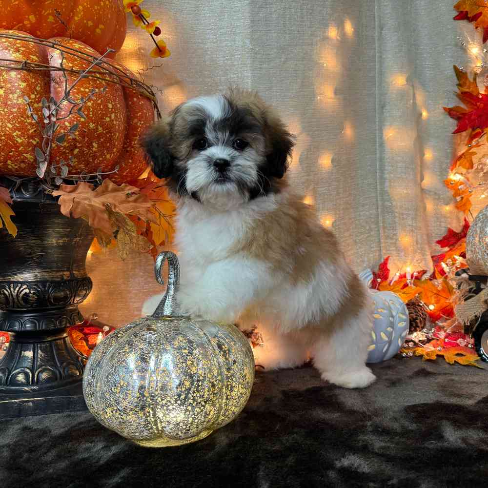 carousel pet images