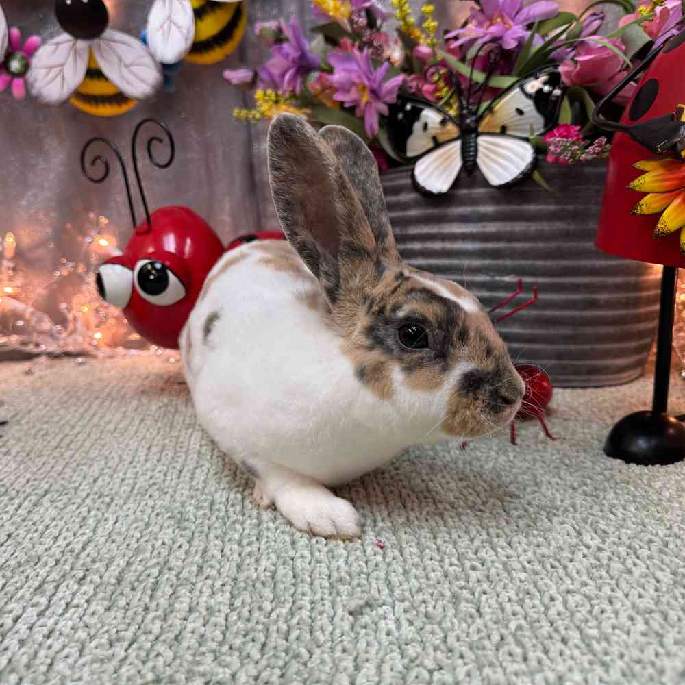 carousel pet images