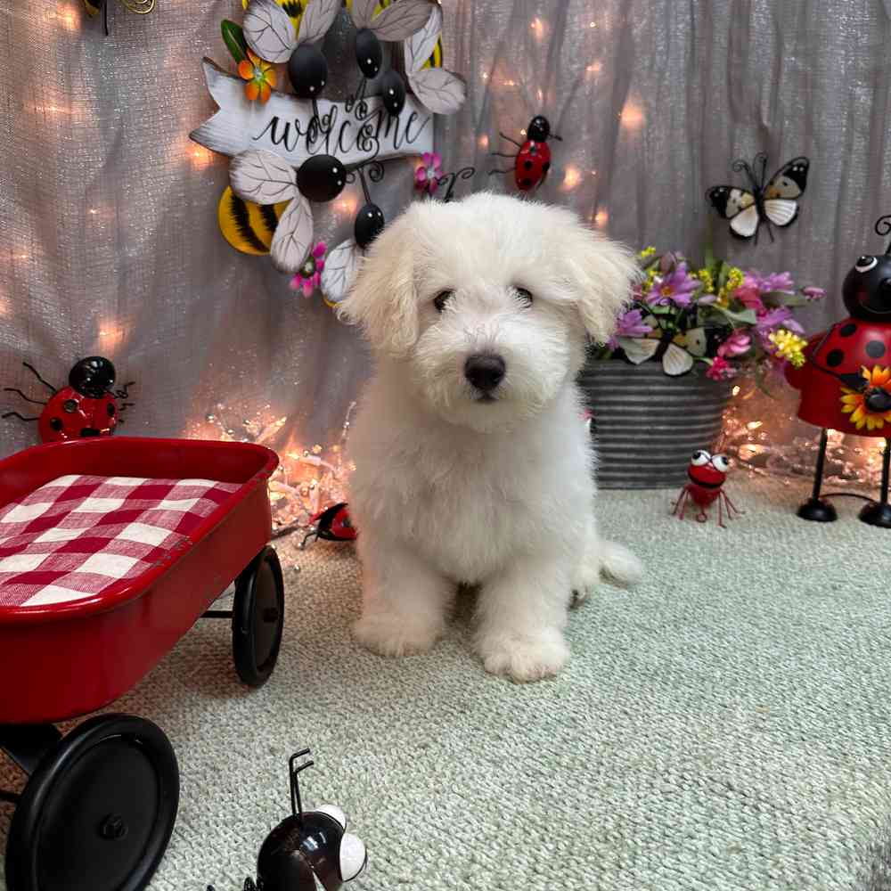 carousel pet images
