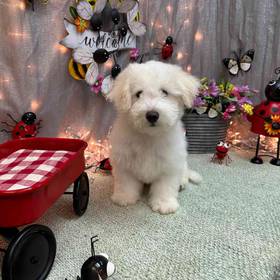 Bichon