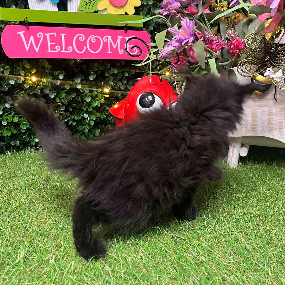 carousel pet images