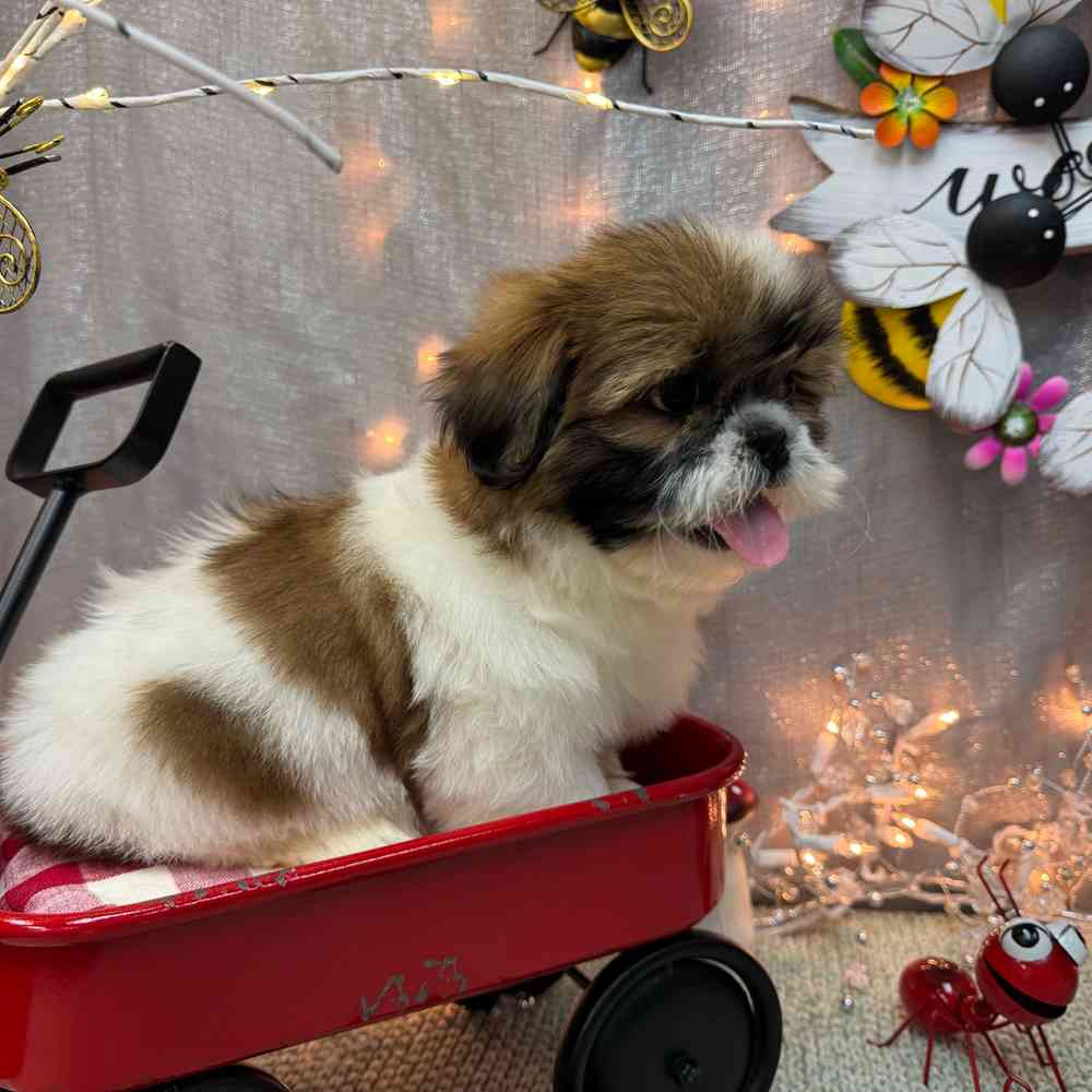 carousel pet images